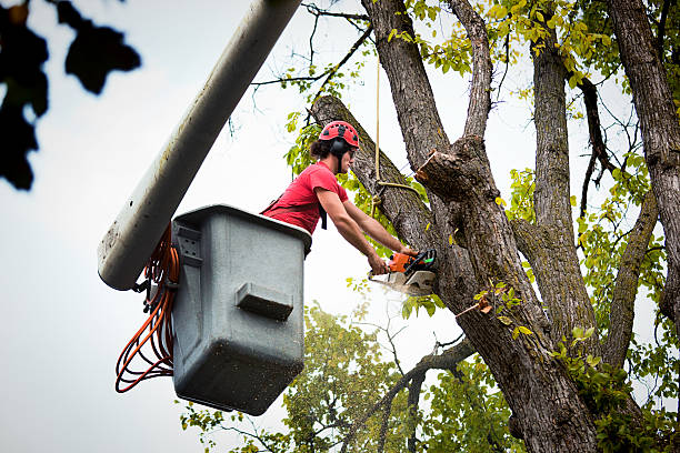  Steelevle, IL Tree Service Pros